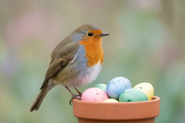Een roodborstje zit op de rand van een terracotta pot vol kleurrijke gespikkelde paaseieren tegen een zacht vervaagde natuurlijke achtergrond.