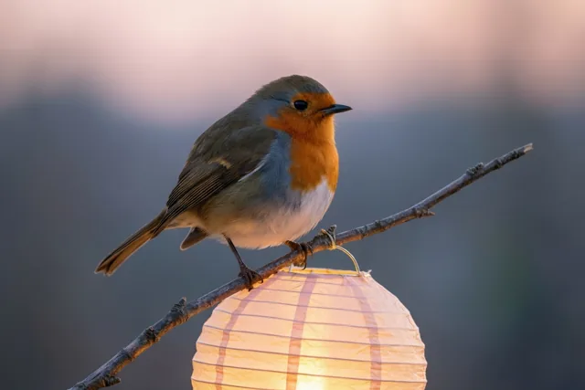 Een roodborstje zit op een tak boven een brandende papieren lampion tegen een zacht vervaagde avondhemel in oranje, witte en grijze tinten.