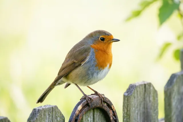 Een roodborstje zit op een oud roestig hoefijzer aan een verweerd houten hek, tegen een zacht vervaagde groen-gele achtergrond.