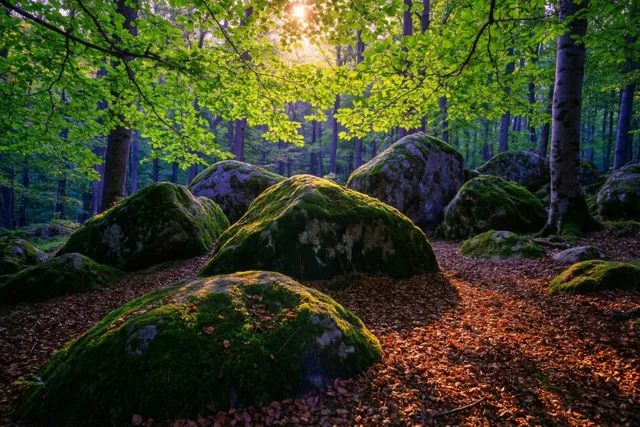 Onder een felgroen bladerdak van beuken liggen bemoste rotsblokken tussen gevallen bladeren, verlicht door zonnestralen tussen de bomen.