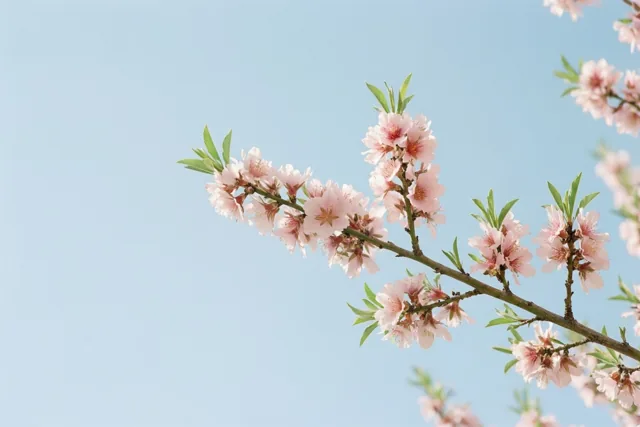Een tak met roze amandelbloesems en groene bladeren loopt schuin door het beeld tegen een heldere lichtblauwe lucht.