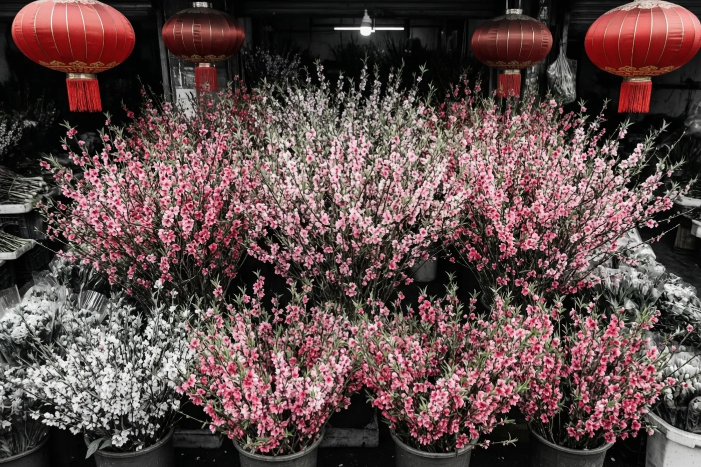 Een kraam in een schaars verlichte overdekte markt staat vol potten met roze en enkele witte perzikbloesems onder rode lantaarns, tegen een zwart-witte achtergrond.