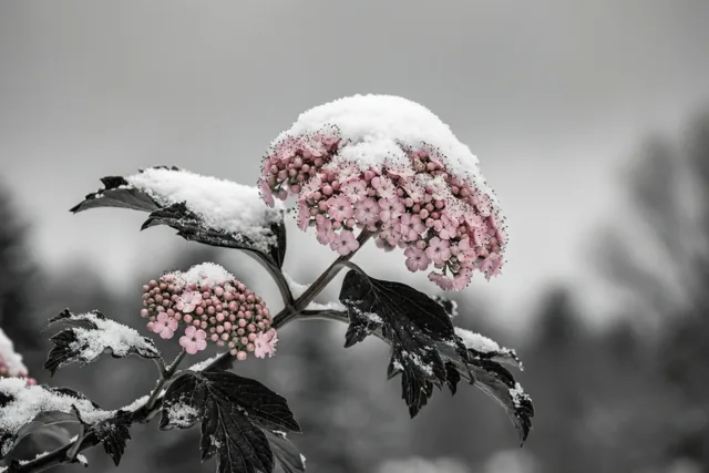 Een winterviburnumtak met trosjes lichtroze bloemen onder een laagje sneeuw is van dichtbij te zien tegen een grijze lucht.