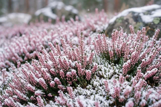 Winterheide onder een sneeuwdekentje
