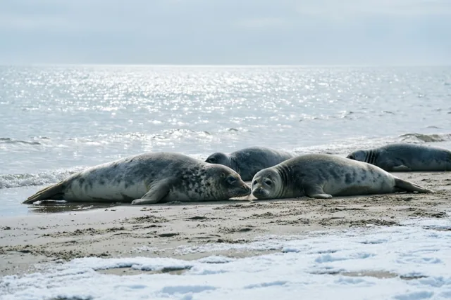 Een winterpauze voor zeehonden
