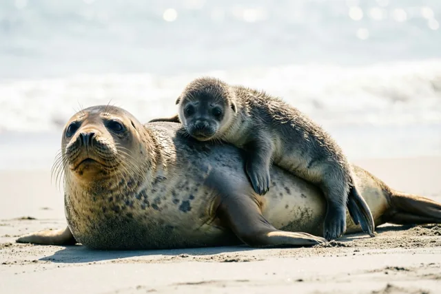Een zeehondenmoeder rust met haar jong boven op zich op een zandstrand in fel zonlicht, met de zee op de achtergrond.