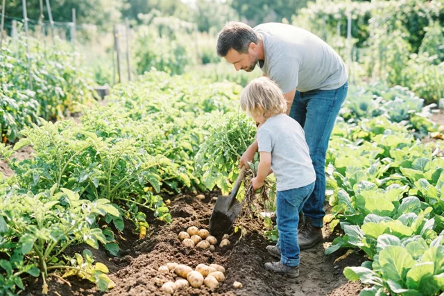 Een vader en jong kind rooien van achteren gezien samen aardappelen in een weelderige moestuin in fel zonlicht.