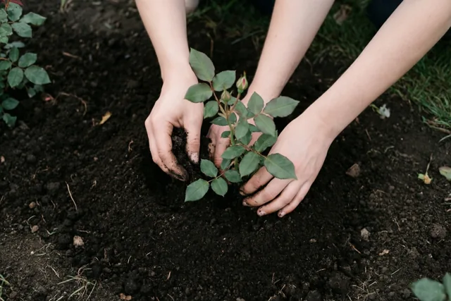Twee paar handen planten een kleine rozenstruik in donkere, vruchtbare tuinaarde.