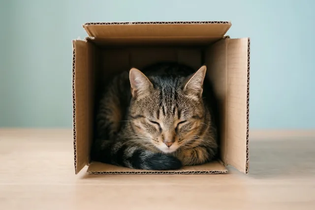 Kattendutje in een doosje