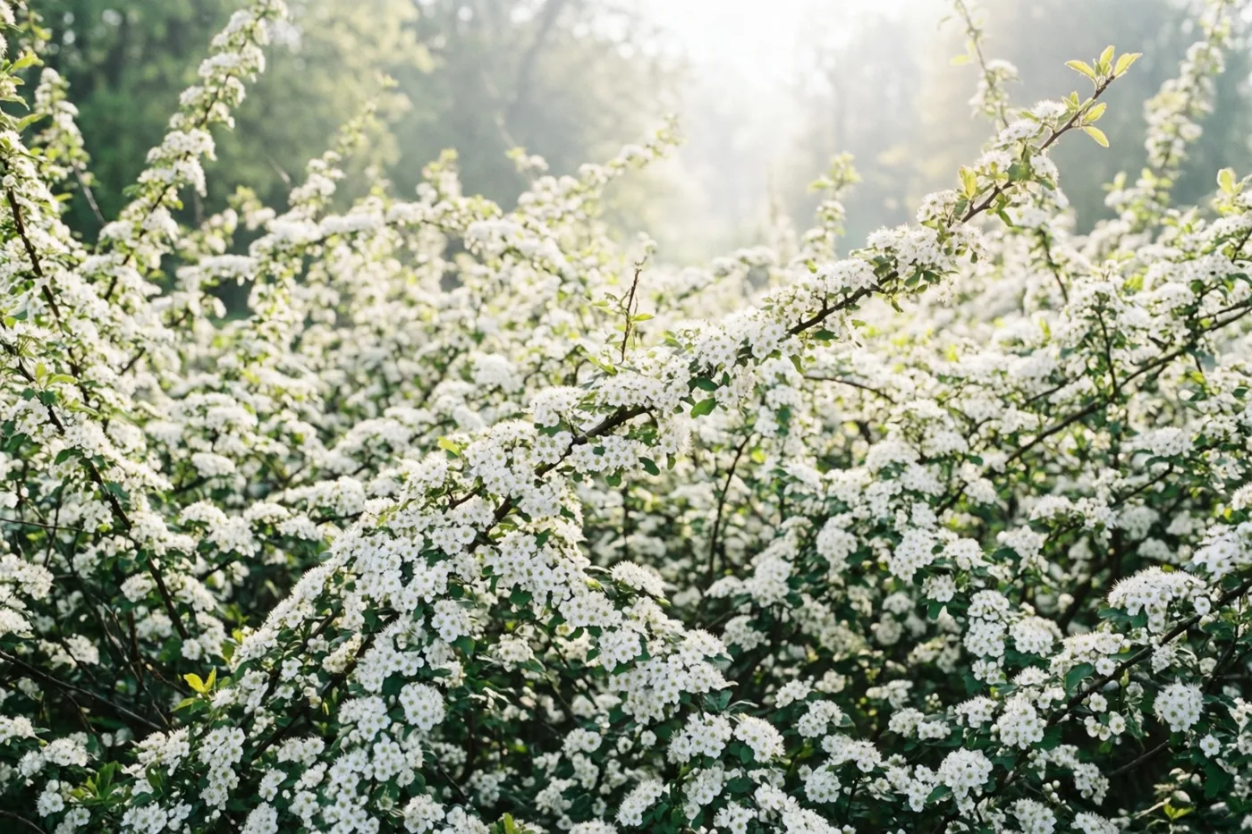 Een dichte haag met witte sleedoornbloesems staat in zacht, nevelig ochtendlicht met groen blad op de achtergrond.