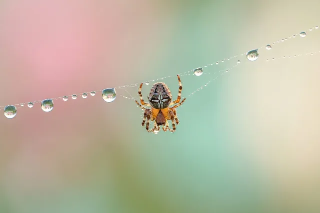 Een spin zit midden in haar web met dauwdruppels tegen een onscherpe achtergrond in roze, groene en crèmekleurige pasteltinten.