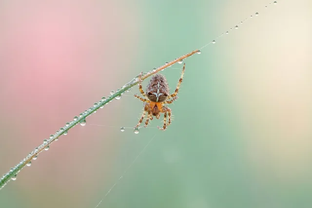 Een spin zit op een met dauw bedekte grashalm, met een fijne spinnendraad schuin door het beeld tegen een onscherpe roze en groene achtergrond.