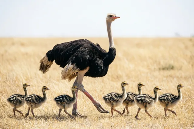 Een mannetjesstruisvogel met zwarte veren en een lange nek loopt voor een rij donzige gestreepte kuikens door droog goudkleurig gras onder een heldere hemel.