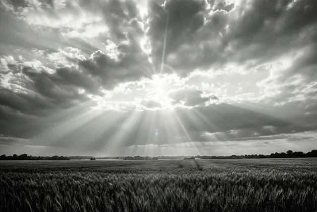 Een zwart-witfoto toont een uitgestrekt tarweveld onder een wolkenlucht waar zonnestralen doorheen breken.