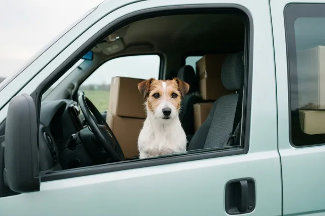 Een jackrussellterriër zit op de passagiersstoel van een lichtgroene verhuiswagen vol kartonnen dozen en kijkt door het open raam naar buiten op een bewolkte dag.