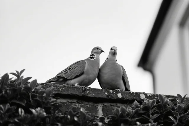 Twee tortels voor altijd