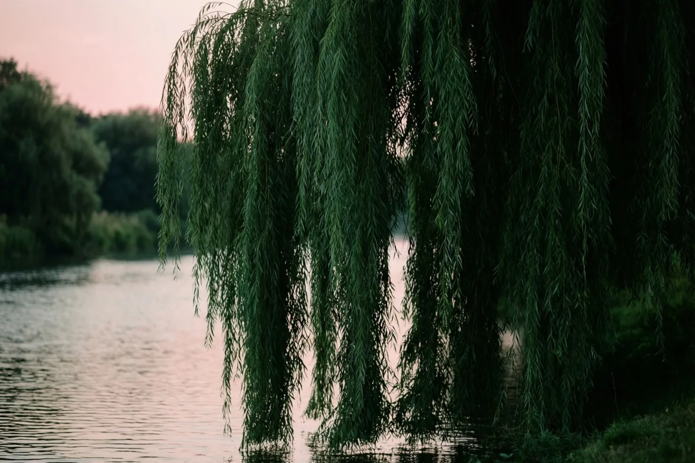 Een treurwilg hangt met lange takken over een kalme rivier bij schemering in zachte roze en groene tinten.