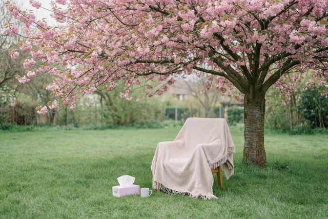 Een tuinstoel met een beige deken staat onder een kersenboom vol roze bloesems, met een doos zakdoekjes en een mok op het groene gras.