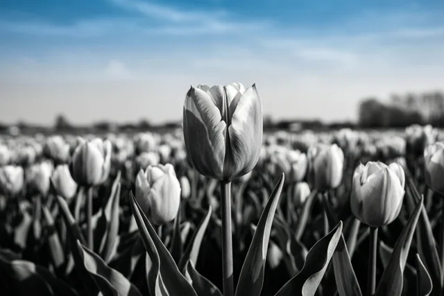 Een scherp afgebeelde tulp staat vooraan in een tulpenveld dat grotendeels in grijstinten is weergegeven, terwijl de lucht blauw is.