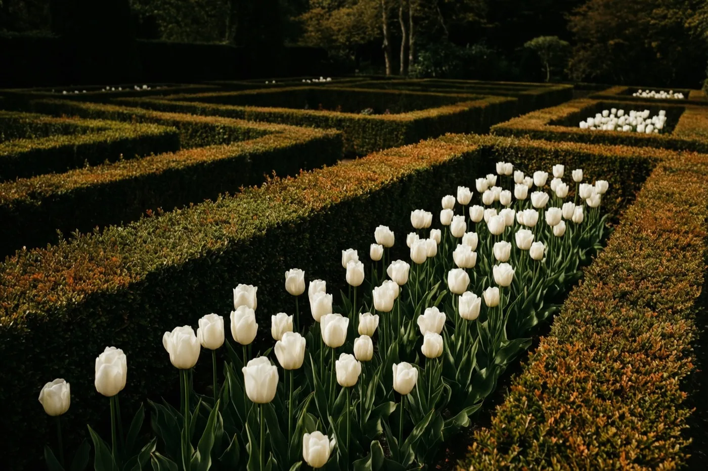 Rijen witte tulpen bloeien op de voorgrond van een formele tuin met geometrische buxushagen in warm goudkleurig licht.