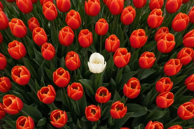 Een dicht veld rode tulpen met één witte tulp in het midden steekt af tegen donkergroen gebladerte.