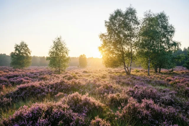 Een weekend vol heiderust
