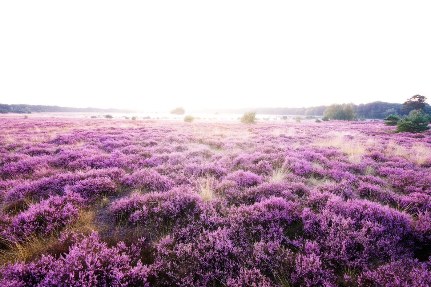 Een uitgestrekt veld paarse heide ligt onder een zacht nevelige lucht in de Kempen.
