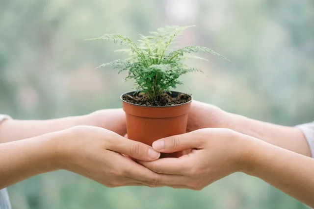Twee handen houden voorzichtig een kleine varen in een pot vast tegen een zacht onscherpe groene achtergrond.