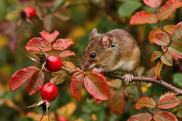 Een kleine veldmuis zit op een doornige braamtak en knabbelt aan een felrode rozenbottel, met rode en groene bladeren op de achtergrond.