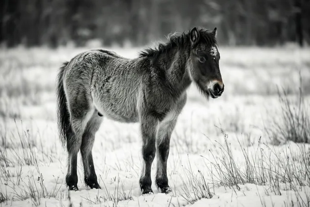 Een klein veulen met een dikke, pluizige wintervacht staat tussen besneeuwde grassen in een witte weide op een zwart-witbeeld.