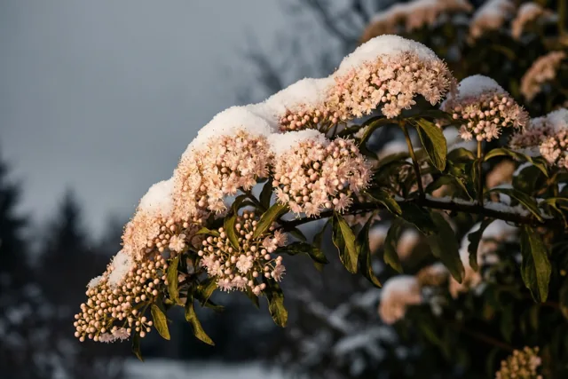 Winterbloesems in zacht zonlicht