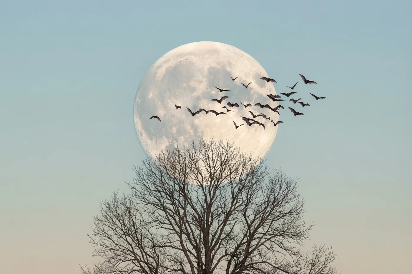 Vleermuizen vliegen voor een grote volle maan achter kale boomtakken tegen een lichtblauwe en zachtoranje lucht.