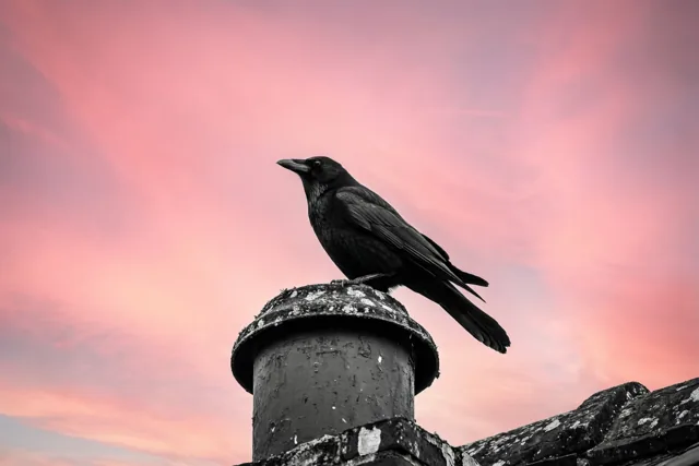 Vogel boven een nieuwe dag