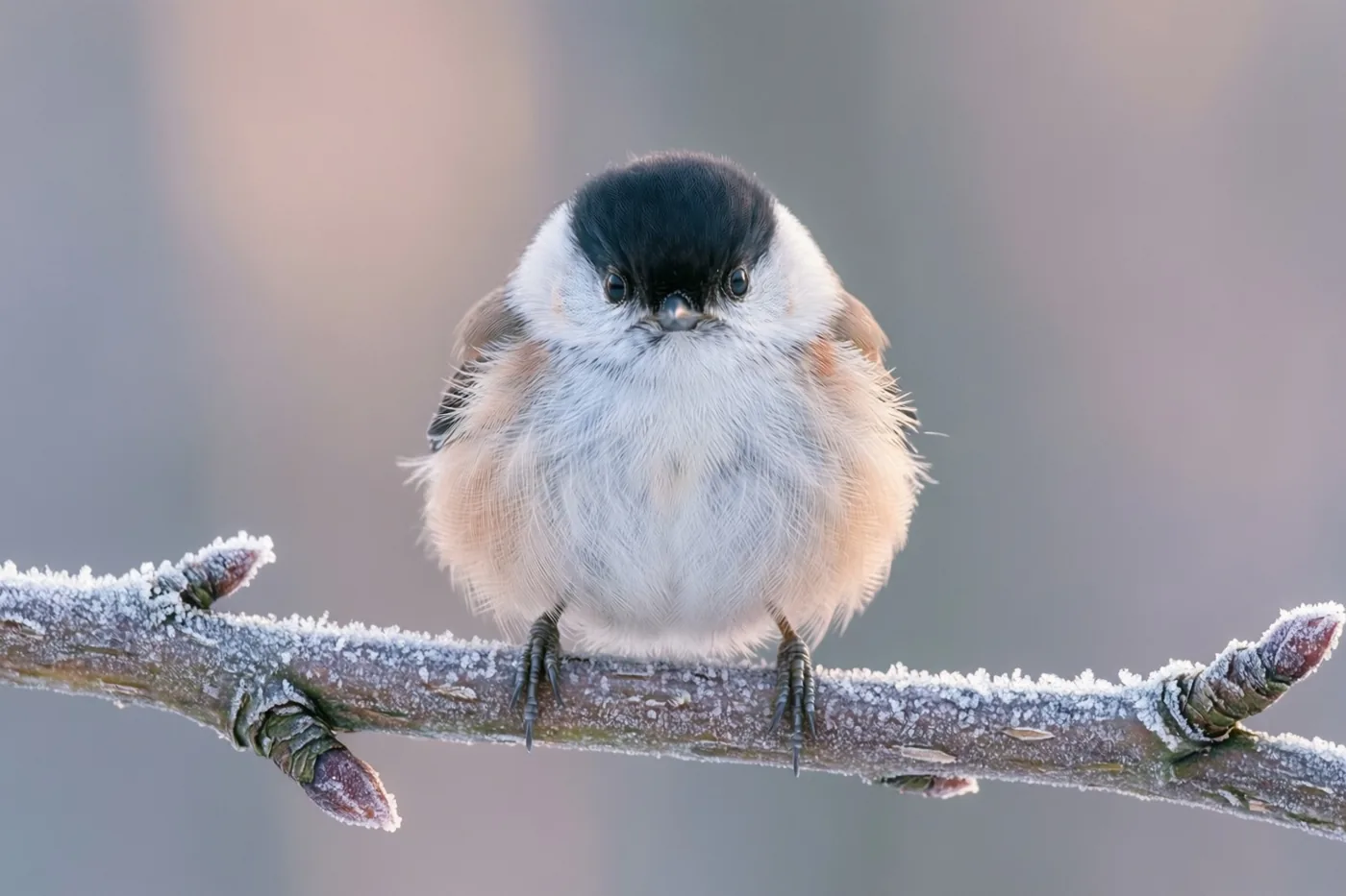 Een klein vogeltje met een zwart kapje en pluizige witte en bruine veren zit op een berijpt takje tegen een onscherpe grijsroze achtergrond.