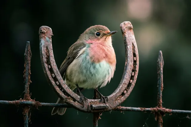 Een vogeltje met een rozige borst en grijsgroene veren zit op een roestig hoefijzer aan een verweerd metalen hek, tegen een donkere wazige achtergrond.
