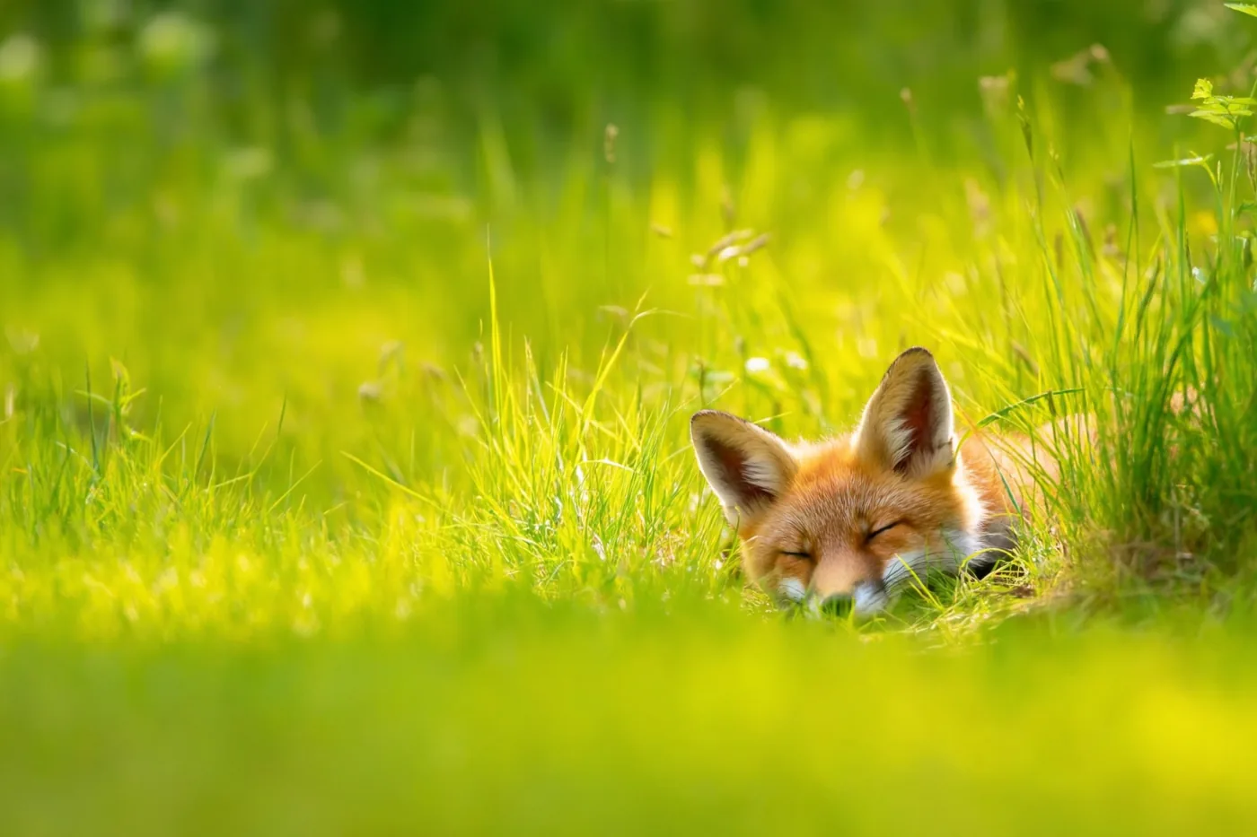 Een vossenwelp slaapt in hoog groen gras met zijn kop tussen de grassprieten, in helder zonlicht.