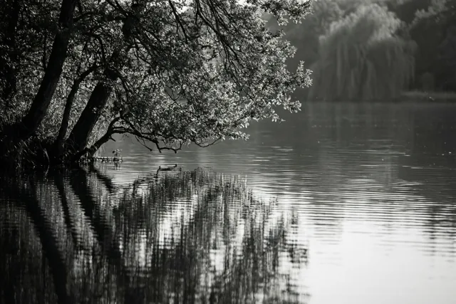 Een zwart-witfoto toont de weerspiegeling van overhangende boomtakken in zacht gerimpeld water, bij zacht licht.