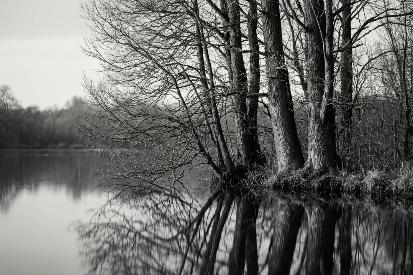 Kale winterbomen staan aan een stil meer, met hun fijne takken weerspiegeld in het kalme water onder een lichtgrijze lucht in een monochroom beeld.