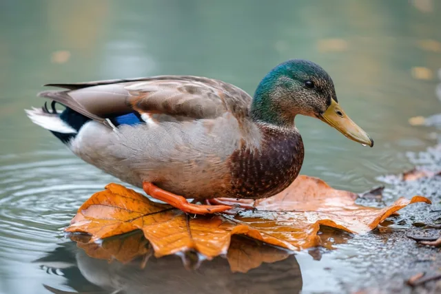Een mannelijke wilde eend met een glanzend groene kop en bruin lijf staat op een groot nat oranje blad dat aan de rand van een vijver op groenig water drijft.