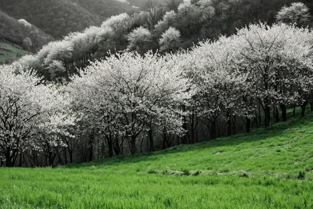 Witbloeiende wilde kersenbomen staan op een helling boven groene weiden, waarbij het gras in kleur afsteekt tegen een monochrome achtergrond.