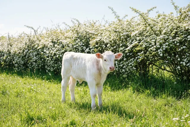 Een wit kalfje viert lente