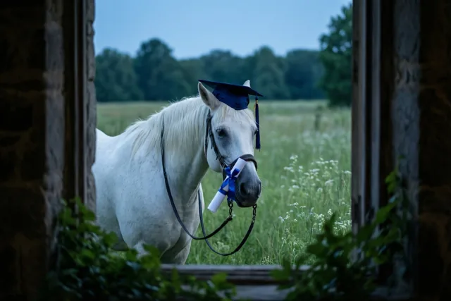 Een wit paard met een blauwe afstudeerhoed en een diplomalint aan zijn halster staat in een zomerweide, gezien door een stenen opening met velden, bomen en een lichtblauwe lucht erachter.