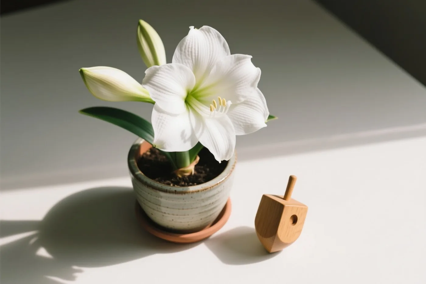 Een witte amaryllis in een keramische pot staat naast een houten dreidel op een wit oppervlak in zonlicht met zachte schaduwen.