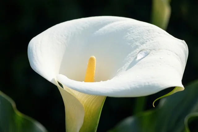 Een witte bloem voor jou