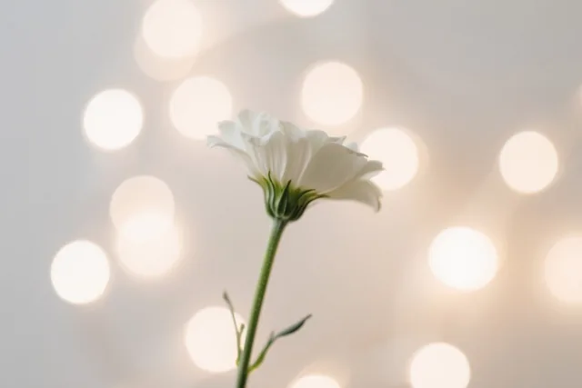 Een enkele witte bloem op een groene steel staat midden voor een wazige achtergrond van warme ronde lichtjes.