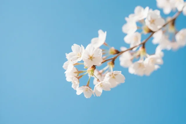 De lente in het wit