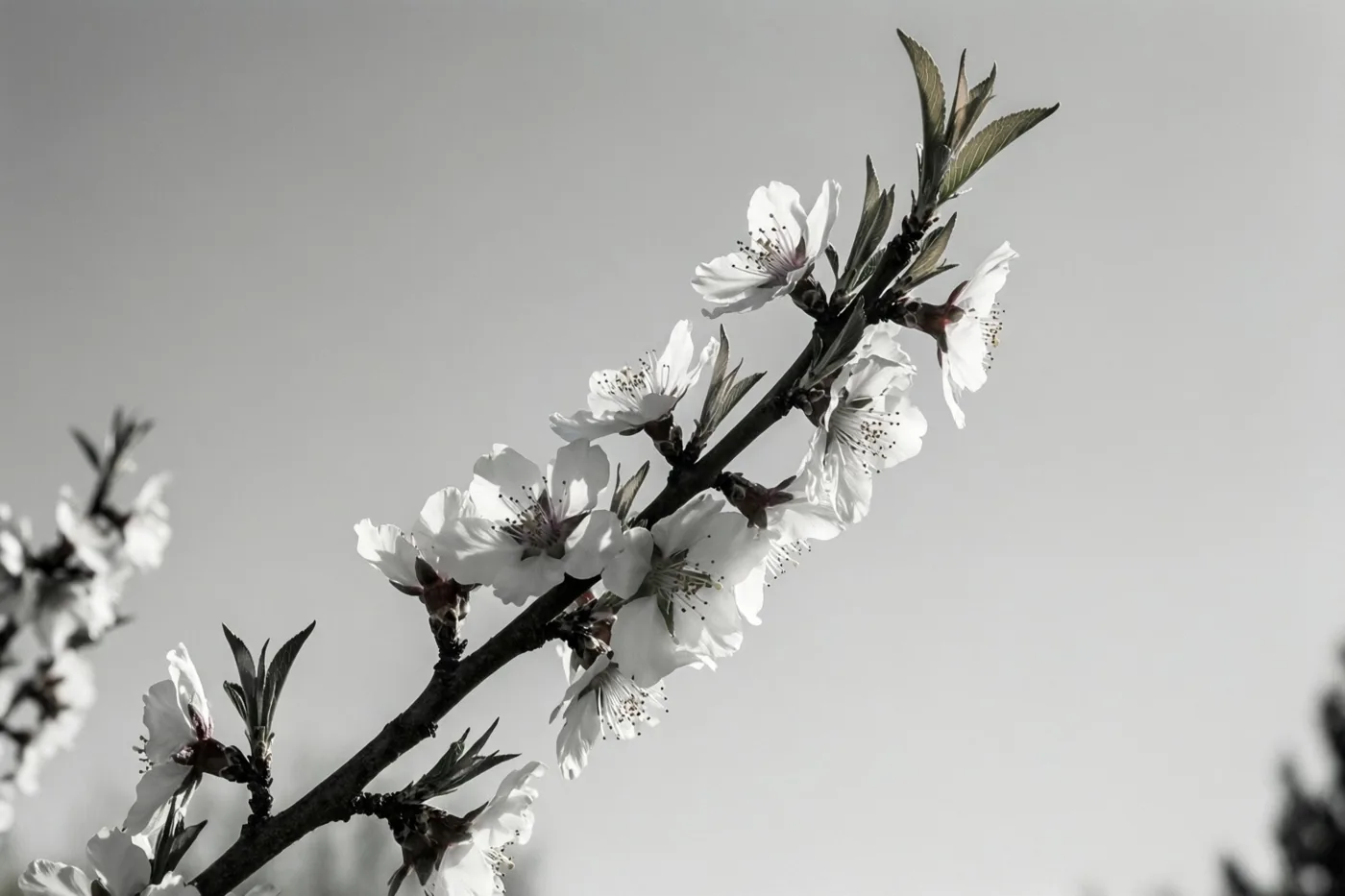 Een tak met witte amandelbloesems en groene bladeren loopt schuin door het beeld tegen een lichtgrijze lucht.