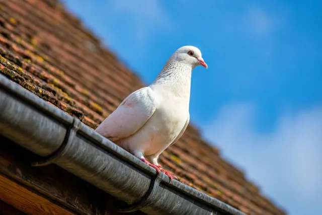 Een witte duif zit op de dakgoot van een pannendak onder een heldere blauwe lucht.