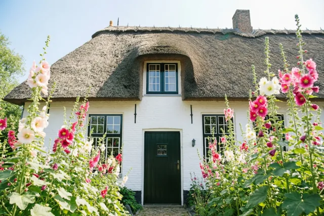 Een witte Vlaamse hoeve met een rieten dak staat tussen hoge roze en witte stokrozen onder een heldere blauwe hemel.