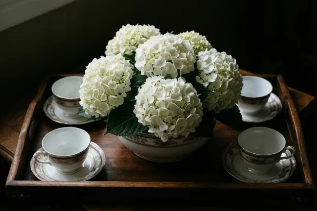 Hortensia's voor een goed herstel